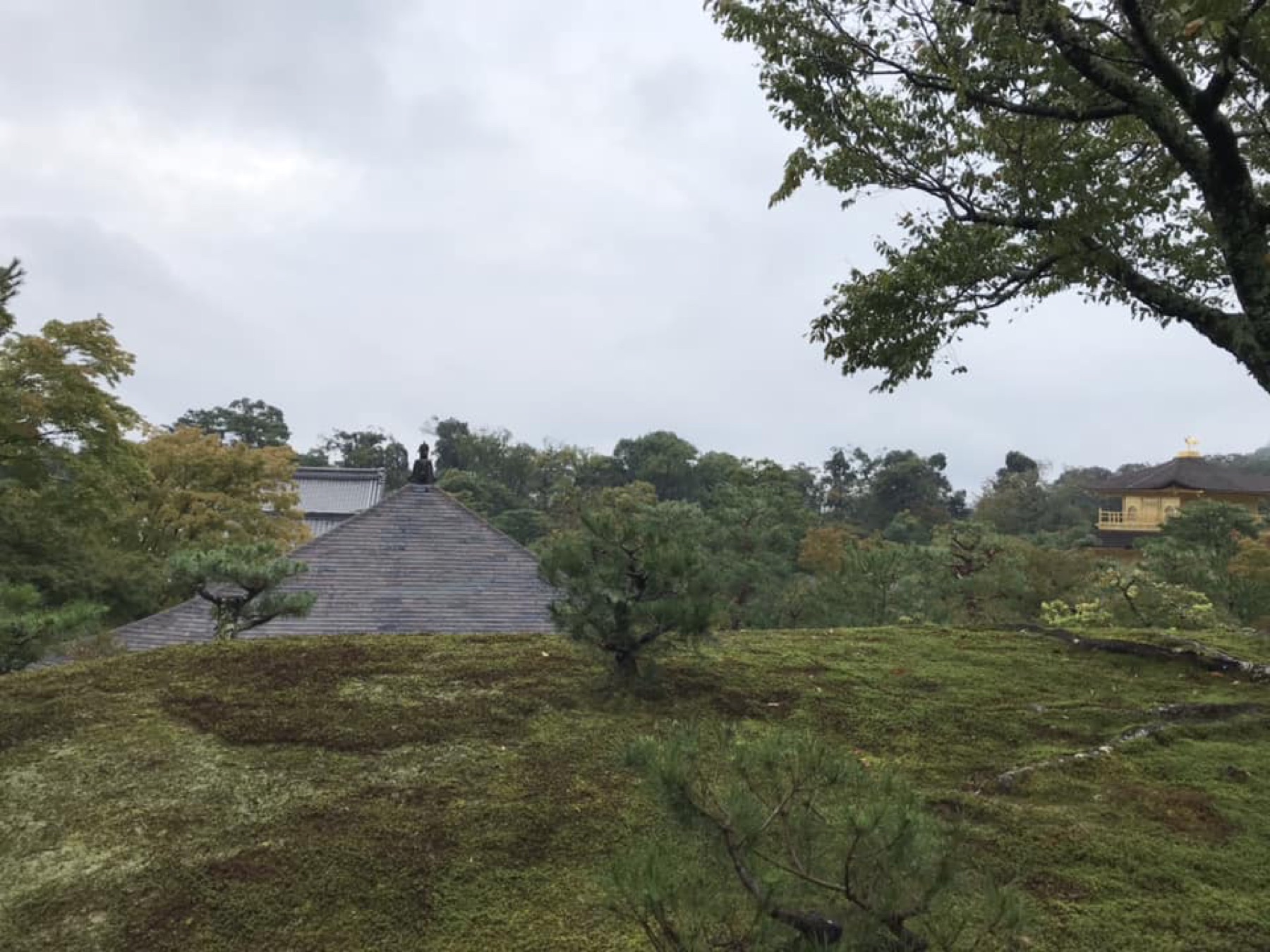 Moss-covered garden in Japan